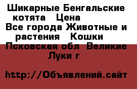 Шикарные Бенгальские котята › Цена ­ 25 000 - Все города Животные и растения » Кошки   . Псковская обл.,Великие Луки г.